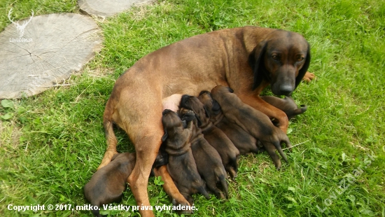 Mama a 7 statočných... :)