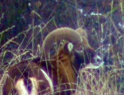 Muflon