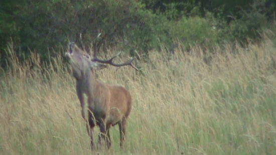 Ruja 2011