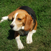 Beny