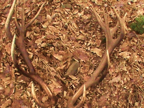 z minuleho roka spomienka