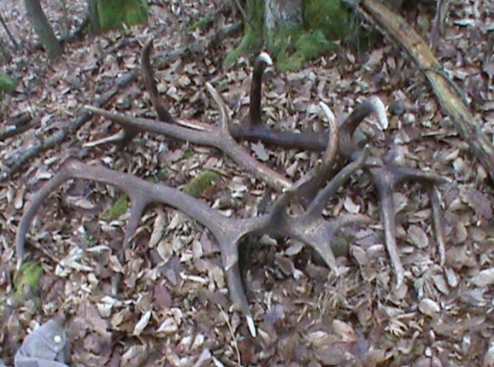 Minuloročná odmena za krmenie