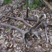 Minuloročná odmena za krmenie