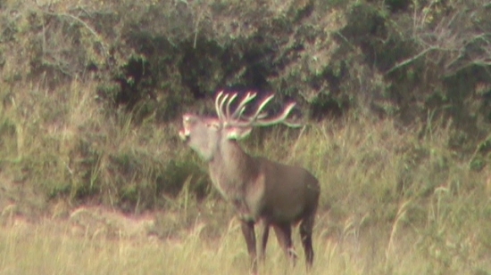 Ruja 2012