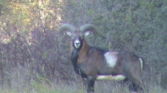 muflon