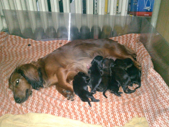 Tina a jej 9 šteniatok