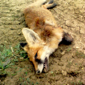 kmotrička