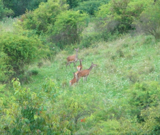 jelenice