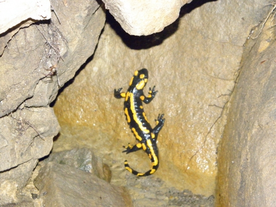 salamandra