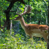 po hodine jedna fotka ...