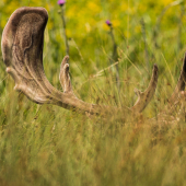 Nový druh lopúchov ?