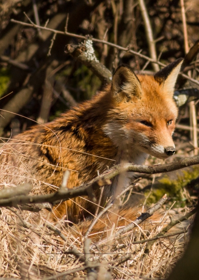 Foxo