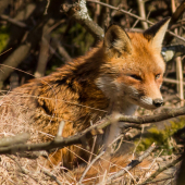 Foxo