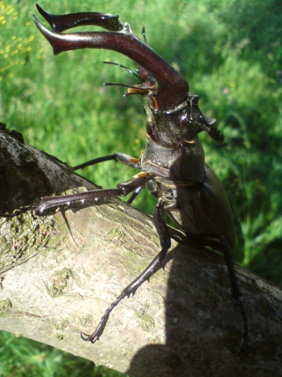 Roháč veľký / Lucanus cervus