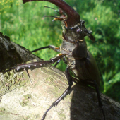 Roháč veľký / Lucanus cervus