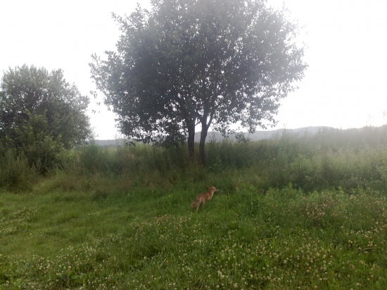 líšča