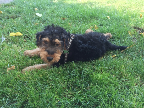 Tretí do svorky- Rex z Ostašova