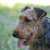 Hector