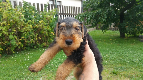 Chad od Hotařskej bůdy