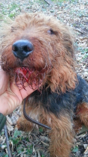 s jazvecom kamaráti  nebudu