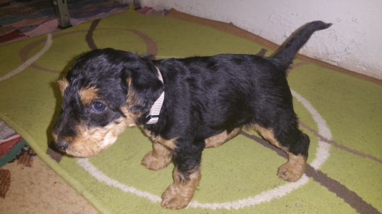 Aslan z Kľušovského chotára