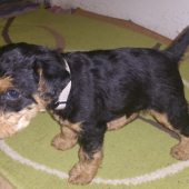 Aslan z Kľušovského chotára