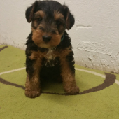 Achilles z Kľušovského chotára