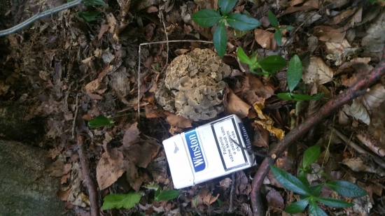 Včerajšia ešte ostala v lese ...