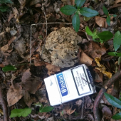 Včerajšia ešte ostala v lese ...