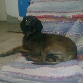 Bojar na marodke