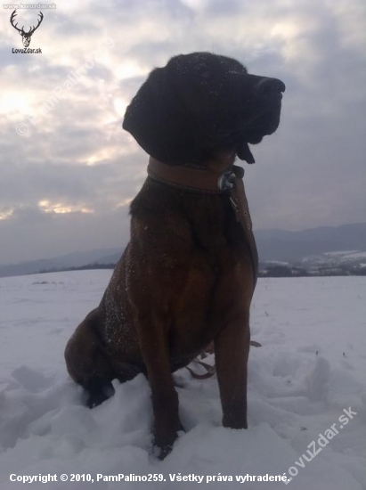 Bojar od Juraja