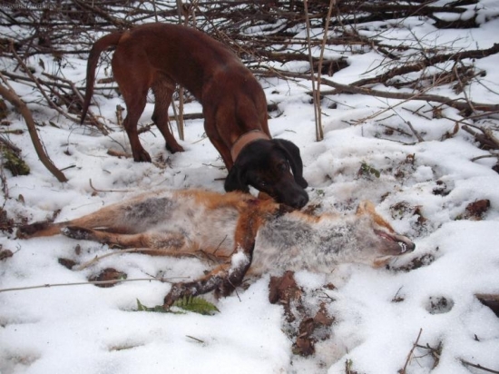 tak sa mali radi :-)