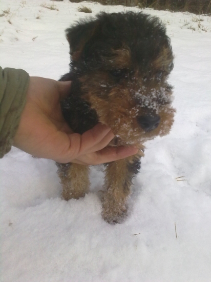 Xara z Bôrovej dolinky