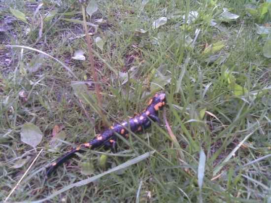 salamandra