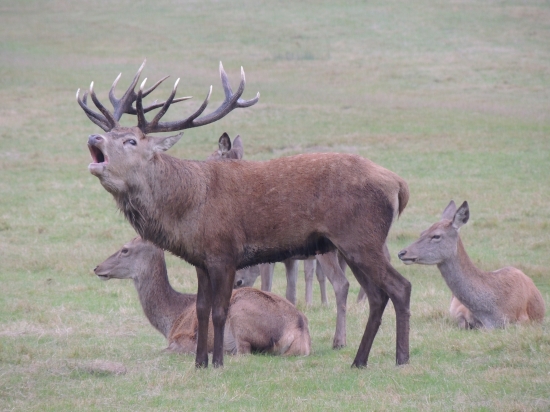 jelenia ruja v Londyne