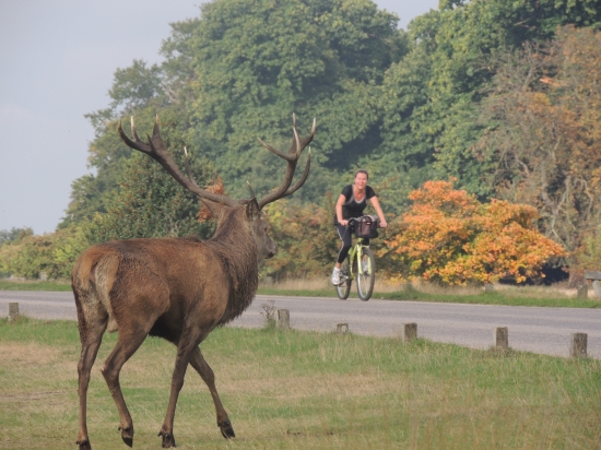 Richmond park