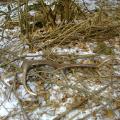 potešil aj taky ked bol v ten den treti