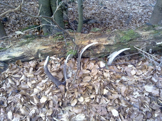 maskoval sa ani miški ho nenašli