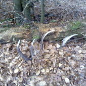 maskoval sa ani miški ho nenašli