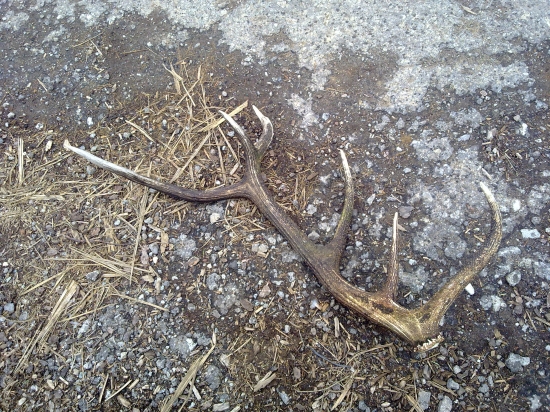 vlanajši no stale pekny