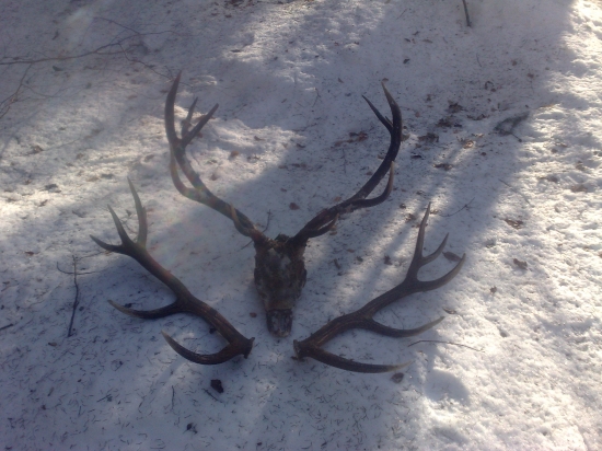 nepravidelný 14 torak,nepr.12torak zhody