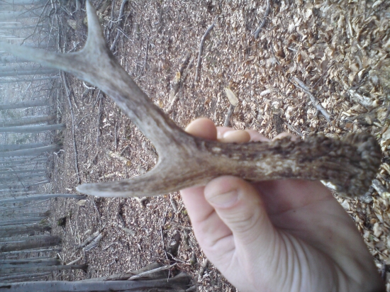 starý, ale aj to poteší