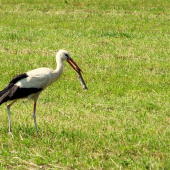 gurman po uspešnom love
