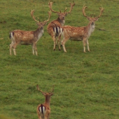lopataci z našej obory:)