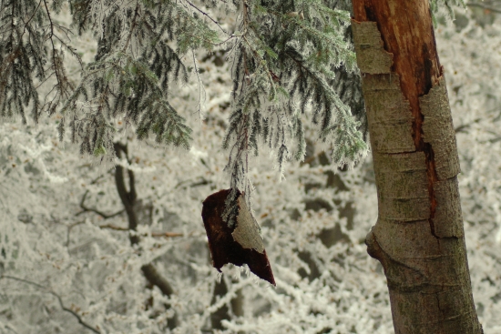milujem ked najdeme v lese take veci ako som ešte nikdy nevidel! 1