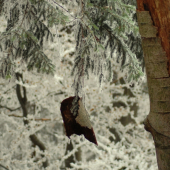 milujem ked najdeme v lese take veci ako som ešte nikdy nevidel! 1