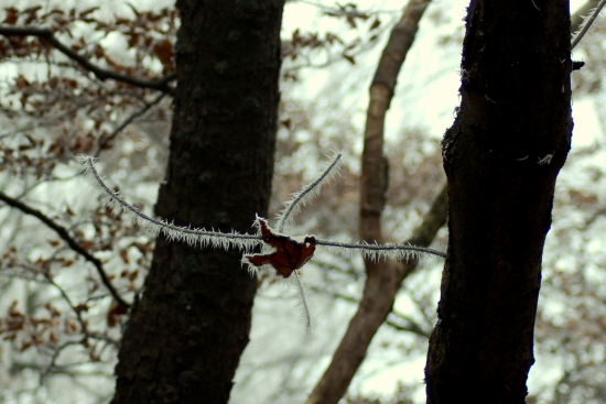 milujem ked najdeme v lese take veci ako som ešte nikdy nevidel! 2