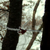 milujem ked najdeme v lese take veci ako som ešte nikdy nevidel! 2