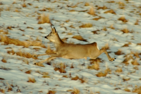 beži ako keby niečo stratil, ale kto hlada najde:)