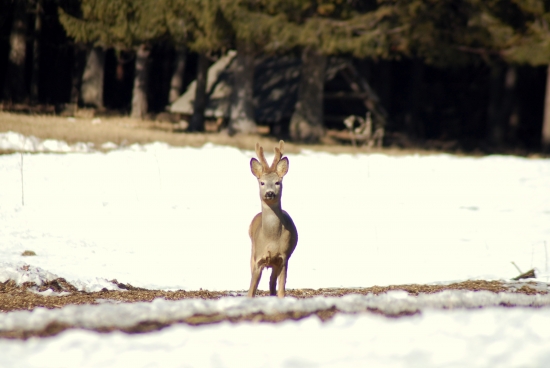 fešak v župane na obede
